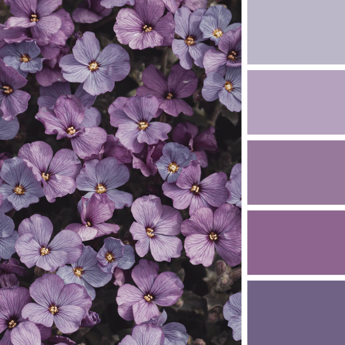 Pink & Purple Color Palettes