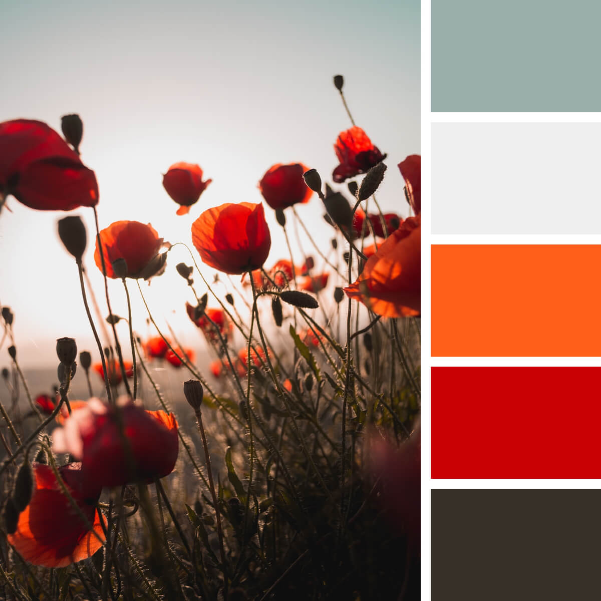 Poppy Red & Orange