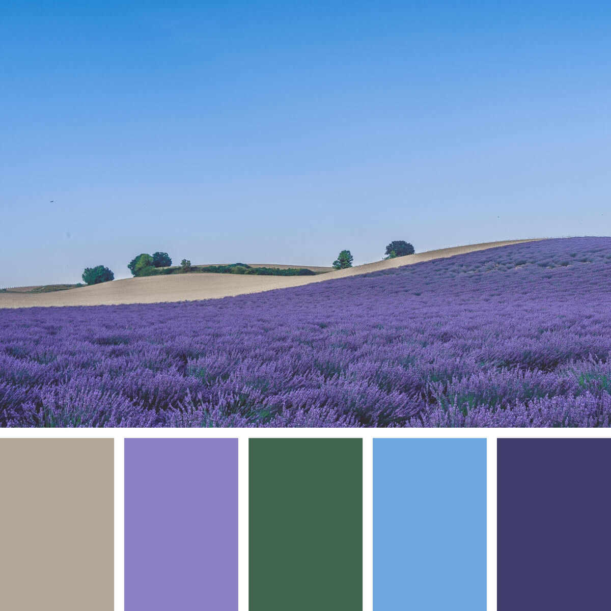 Provence Lavender & Blue